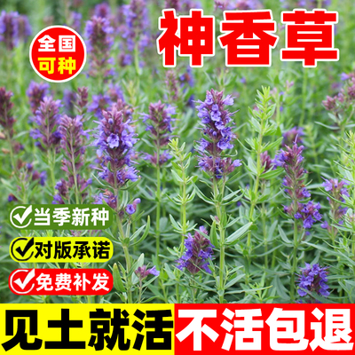 神香草种子籽四季播种开花牛膝草欧洲耐热耐寒庭院香草薄荷种籽子