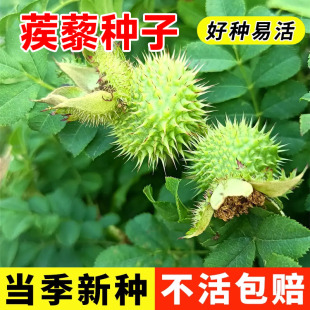 蒺藜种子正宗中药材种籽野生白蒺藜子四季种植易活高产多年生植物