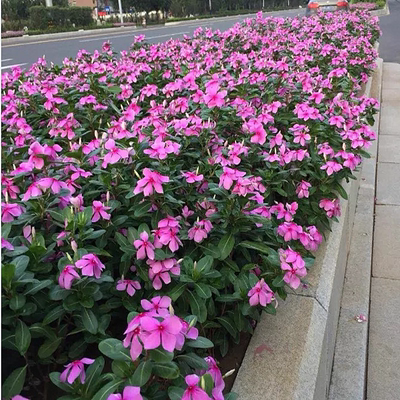 长春花种籽子四季播种开花五叶梅日日春庭院花坛阳台盆栽宿根花籽