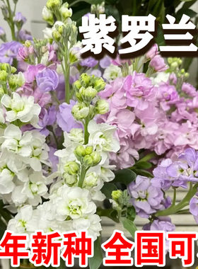 紫罗兰非洲堇花种子耐寒芳香