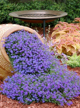 翠蝶花蓝色六倍利花种子籽室内外阳台盆栽垂吊半边莲爆盆矮生草花