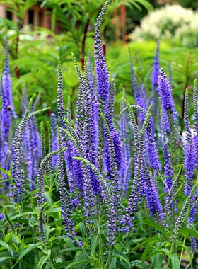 婆婆纳种子耐寒多年生宿根蓝色花卉花籽耐阴每年开花庭院室外花园