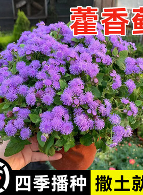 室内外果园驱蚊除虫花卉藿香蓟花种子籽盆栽地被霍香庭院耐热花籽