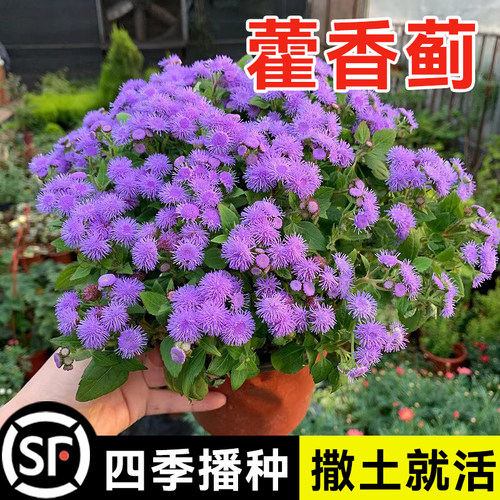 室内外果园驱蚊除虫花卉藿香蓟花种子籽盆栽地被霍香庭院耐热花籽 - 封面