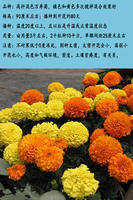 Marigold seeds are heat-resistant, mosquito-repellent and snake-repellent flowers, suitable for planting in rural courtyards in spring, with a long flowering period thumbnail 2