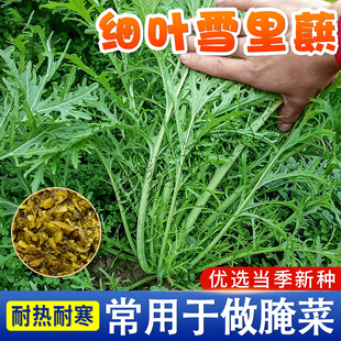 雪里蕻种子细叶雪里红菜种籽四季酸菜咸菜腌菜雪菜青菜蔬菜种子籽