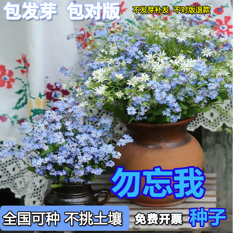 耐旱耐热纪念花卉勿忘我草种子庭院花坛阳台盆栽每年开花蓝色花籽