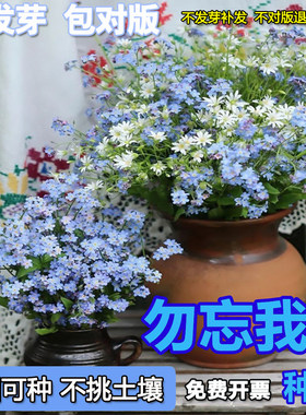 耐旱耐热纪念花卉勿忘我草种子庭院花坛阳台盆栽每年开花蓝色花籽