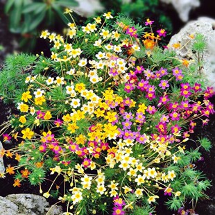 多年生耐寒宿根很矮花卉繁星花种子籽四季播种开花庭院花坛长不高