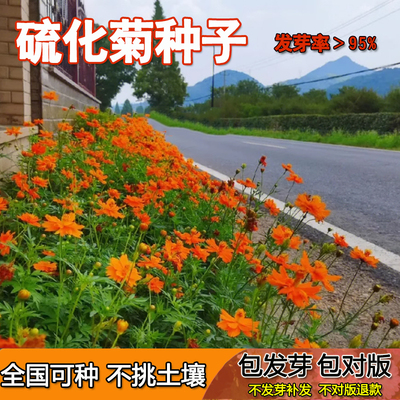 秋英花种子硫华菊非常好种