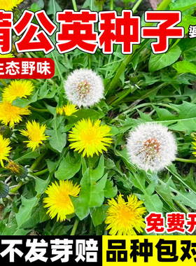 蒲公英种子食用野菜种籽孑婆婆丁根茶易活四季播种阳台盆栽蔬菜籽