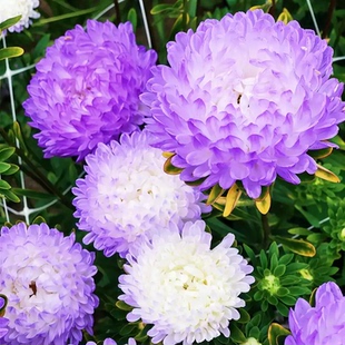 雪青色翠菊大花重瓣种子江西腊五月菊七月菊花种庭院花园室外阳台