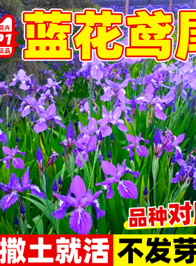 蓝花鸢尾种子耐阴耐寒花籽四季播种易活蓝色宿根花卉庭院盆栽常青