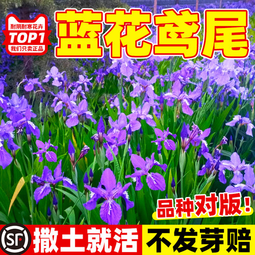 蓝花鸢尾种子耐阴耐寒花籽四季播种易活蓝色宿根花卉庭院盆栽常青 - 封面