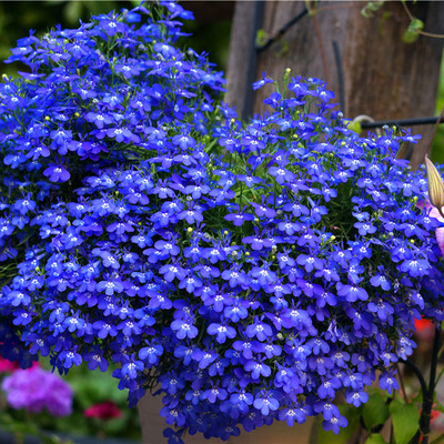 矮生花卉六倍利花籽开花密集