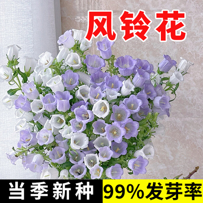 风铃草花种室内室外宿根多年生花卉盆栽花籽室外庭院阳台易活花籽