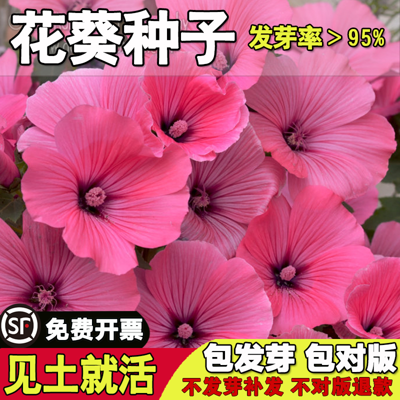 多年生耐寒花葵种子粉色每年开花