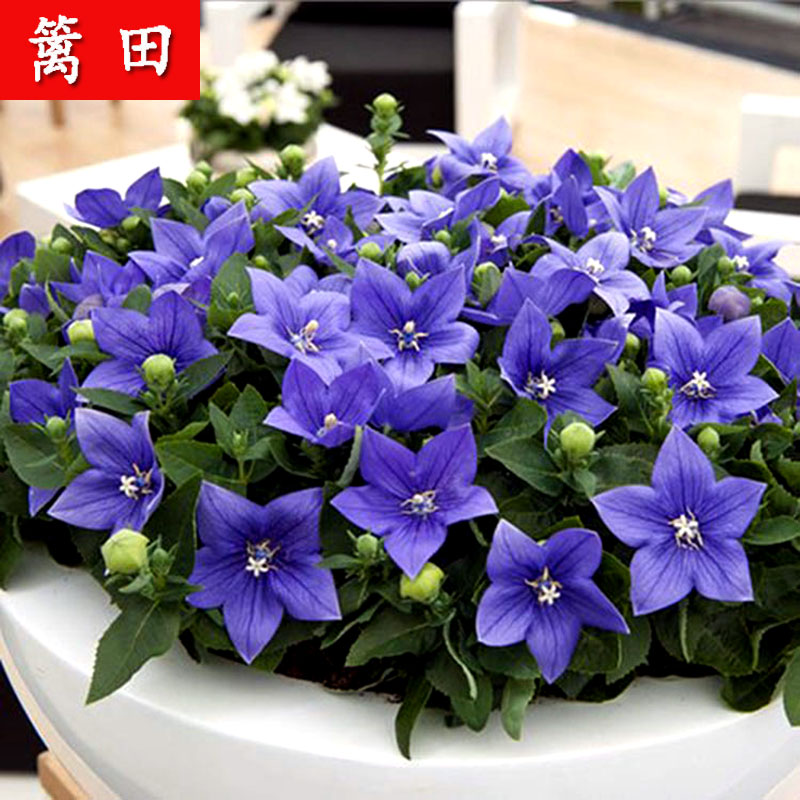蓝色花卉种子桔梗花种子包袱花铃铛花多年生草本植物耐寒易活四季
