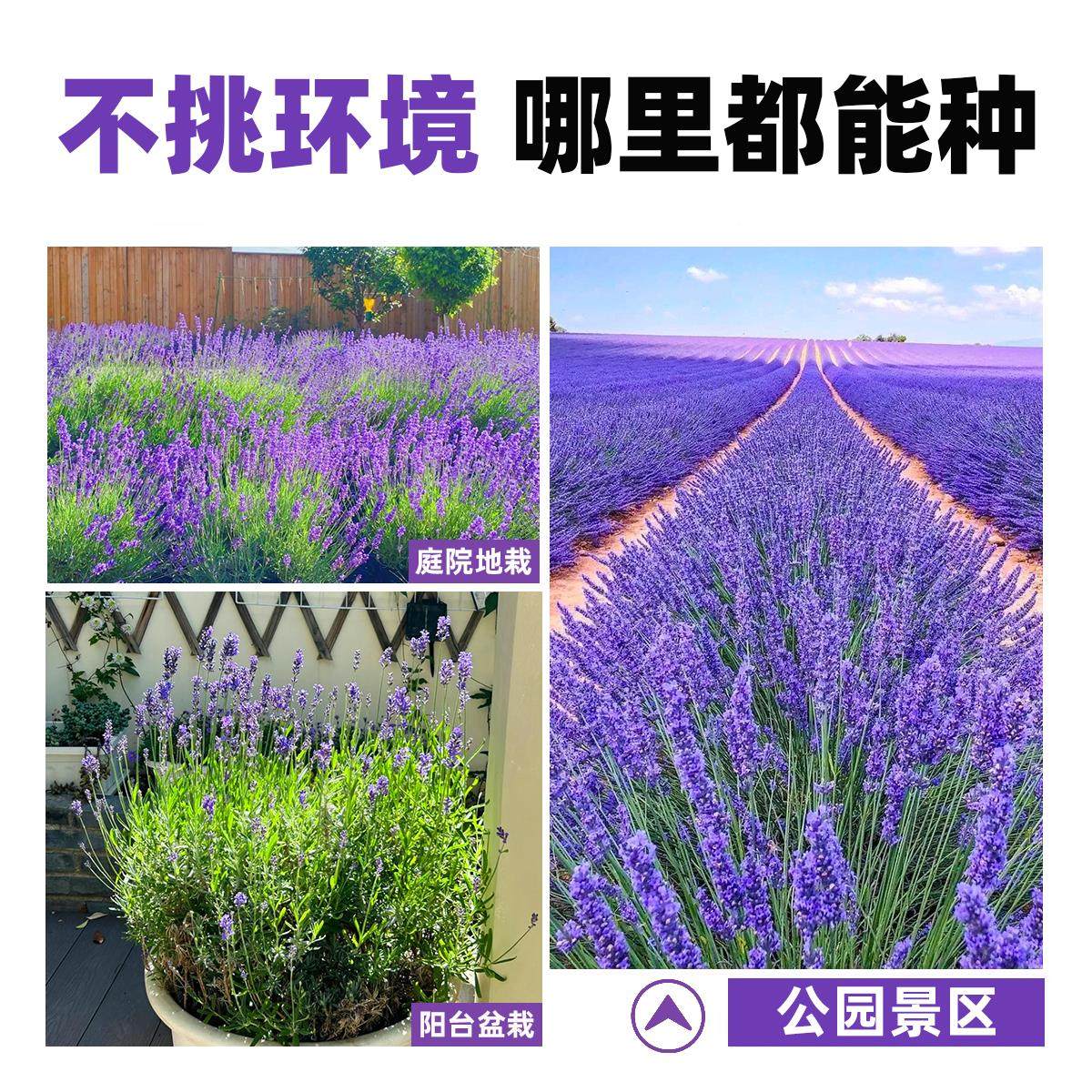 驱蚊花卉除虫植物普罗旺斯薰衣草花种子籽芳香花卉耐寒多年生宿根
