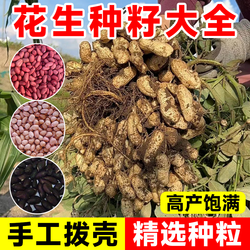 高产花生种子红皮山东早熟黑色皮种子优质四粒红花生米蔬菜种籽孑