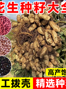 高产花生种子红皮山东早熟黑色皮种子优质四粒红花生米蔬菜种籽孑