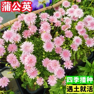 桃色千本蒲公英种子观赏粉色天竺还阳参菊花种子庭院室外盆栽花卉