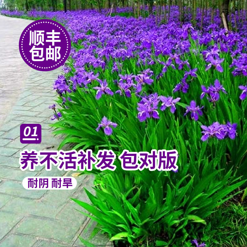 鸢尾花盆栽德国鸢尾花苗水生蓝色扁竹兰黄花户外庭院易活花卉植物