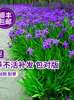 鸢尾花盆栽德国鸢尾花苗水生蓝色扁竹兰黄花户外庭院易活花卉植物