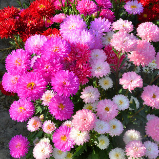 矮翠菊种子大花好养的花种籽子花种耐热耐旱七彩大花室外花卉种孑