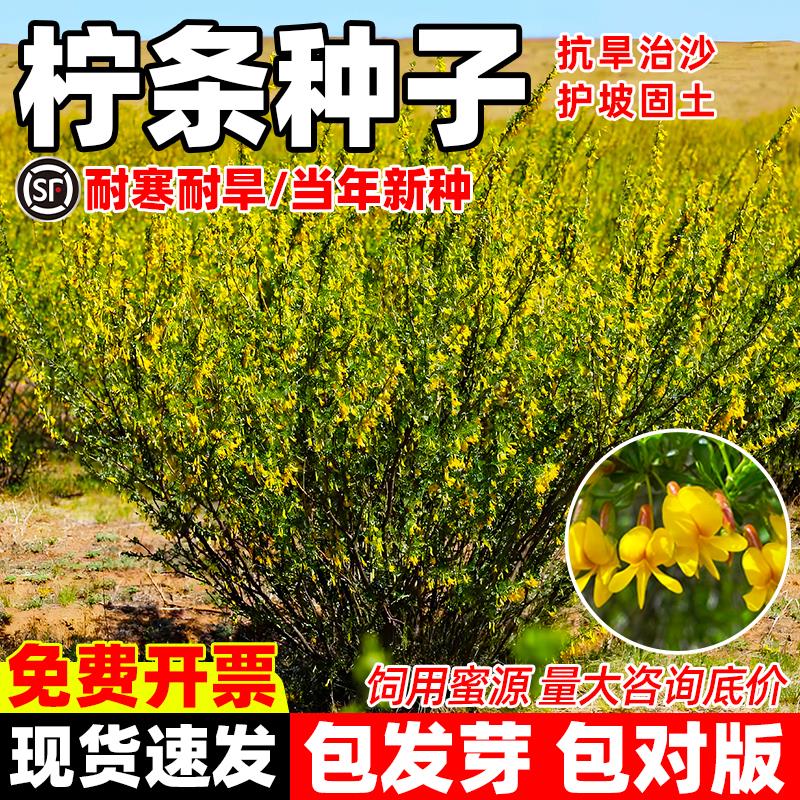 柠条种子四季护坡灌木草籽小叶锦鸡儿白柠条绿化固土造林蜜源植物
