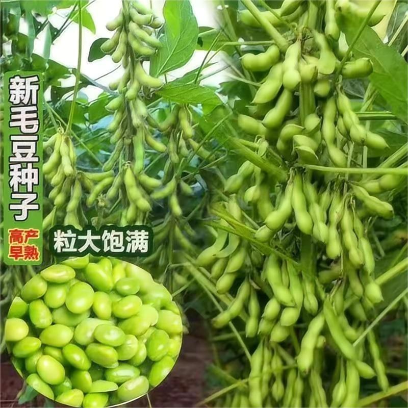 老品种非转基因毛豆种子可留种菜毛豆种籽早熟大荚蔬菜四季青黄豆 鲜花速递/花卉仿真/绿植园艺 家庭园艺种子 原图主图