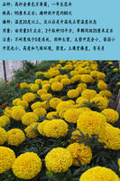 Marigold seeds are heat-resistant, mosquito-repellent and snake-repellent flowers, suitable for planting in rural courtyards in spring, with a long flowering period thumbnail 3