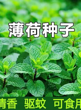 驱蚊虫食用香草植物薄荷种子观赏花卉多年生耐寒常青耐阴耐湿花籽