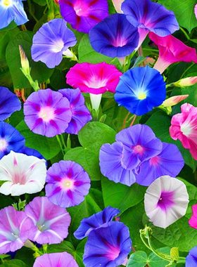 大花牵牛爬藤观花植物庭院阳台盆栽喇叭花草种子花种爬藤观花植物