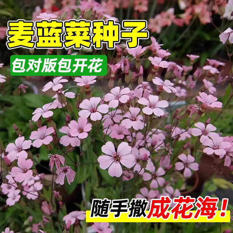 麦蓝菜种子粉色大花满天星籽王不留行剪金子种籽阳台小区庭院盆栽