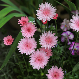 粉色桃色千本蒲公英种子还阳参花籽盆栽春季播耐热花期长大花好种