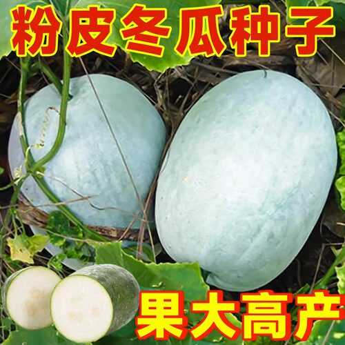 大粉皮冬瓜种子春秋四季播绿色蔬菜籽南北方种植白皮巨型冬瓜种孑