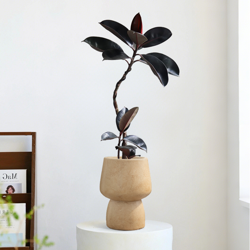 黑金刚橡皮树桌面盆栽盆景植物室内中式客厅办公室ins高级感绿植