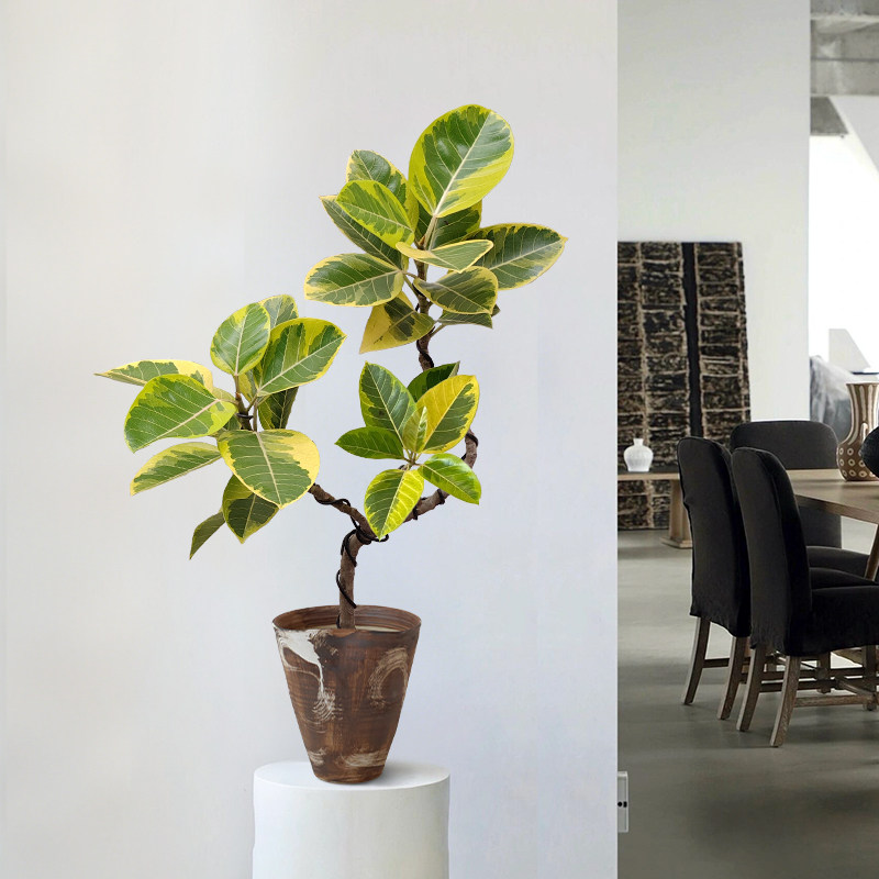 黄金榕室内客厅盆栽盆景招财富贵榕花叶橡皮树ins新奇造型植物