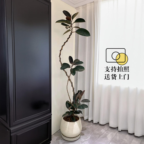 造型黑金刚橡皮树网红盆栽客厅