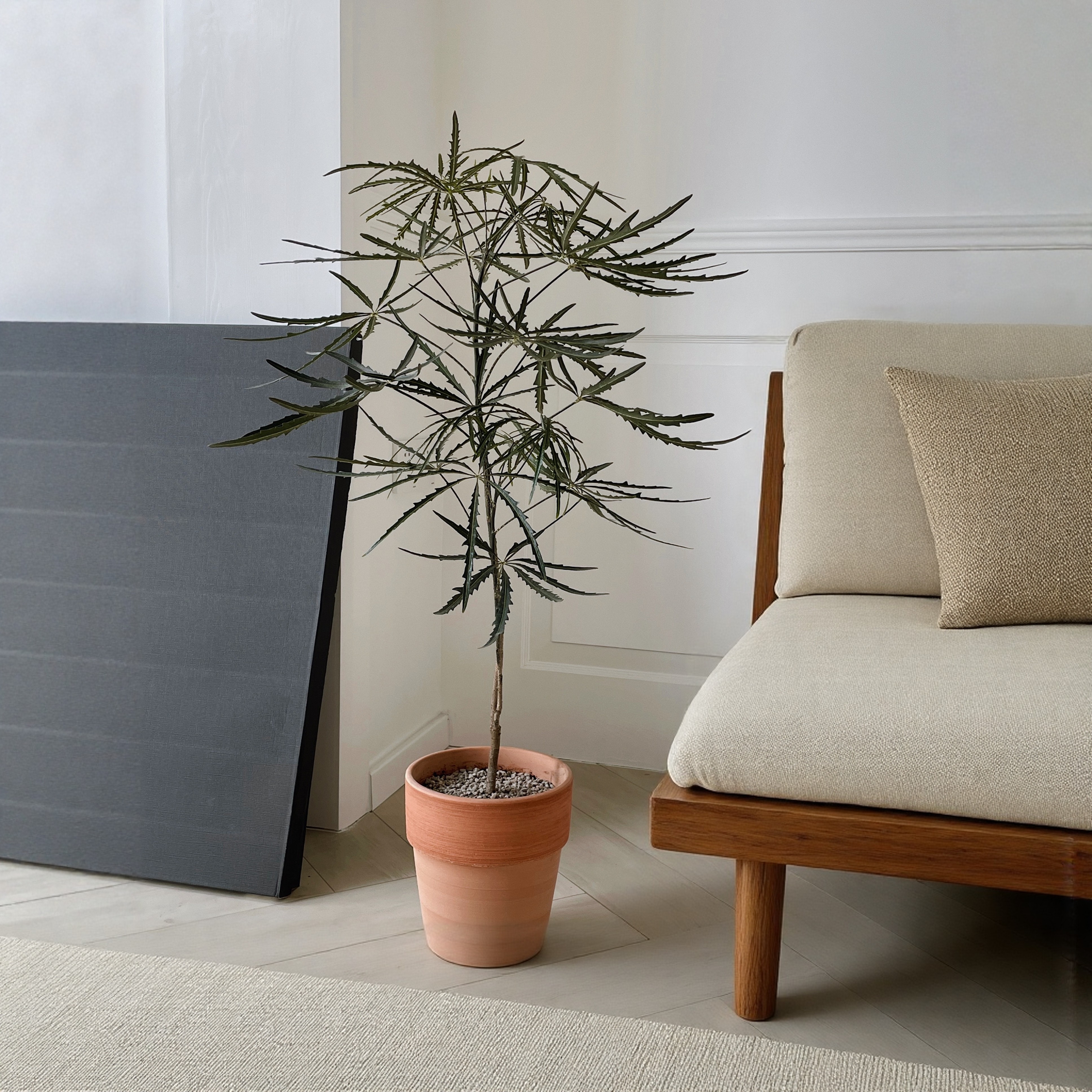 孔雀木盆景桌面盆栽植物咖啡厅室内新中式客厅办公室高级感绿植