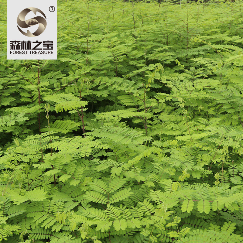 云实斗米虫树苗黄牛刺苗倒勾刺鸟雀不踏刺种苗绿化1一4年树苗价格