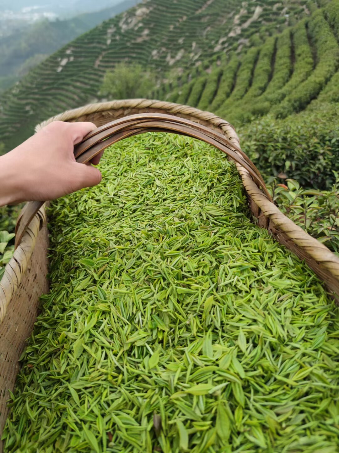 毛尖茶叶绿茶信阳毛尖2026新信阳毛尖