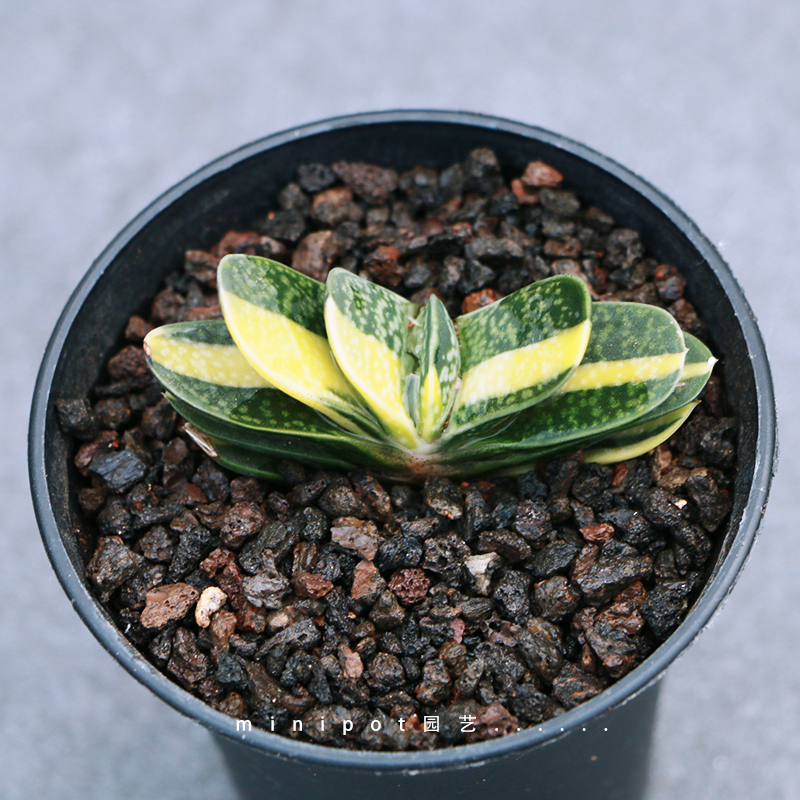 多肉植物子宝锦多少钱 多肉植物子宝锦优惠券免费领取 有条鱼