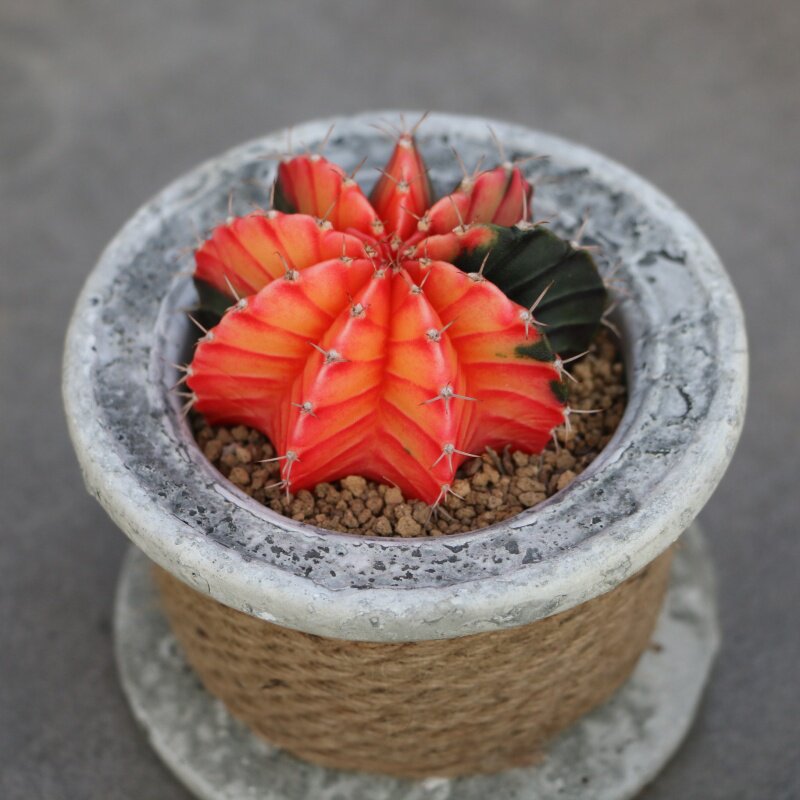 minipot园艺 趣味实生米哈肋骨牡丹锦翠晃冠锦仙人球阳台美观布置