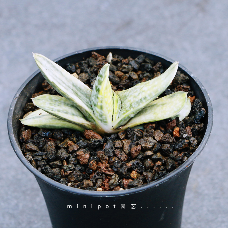 多肉植物子宝锦多少钱 多肉植物子宝锦优惠券免费领取 有条鱼 多肉植物子宝锦多少钱 多肉植物子宝锦优惠券免费领取 有条鱼