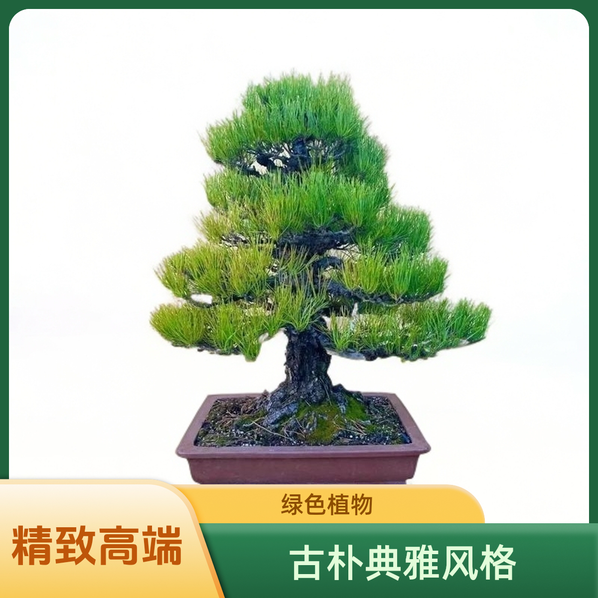 罗汉松精品罗汉松盆栽室外庭院四季常青迎客松盆景植物绿植真树