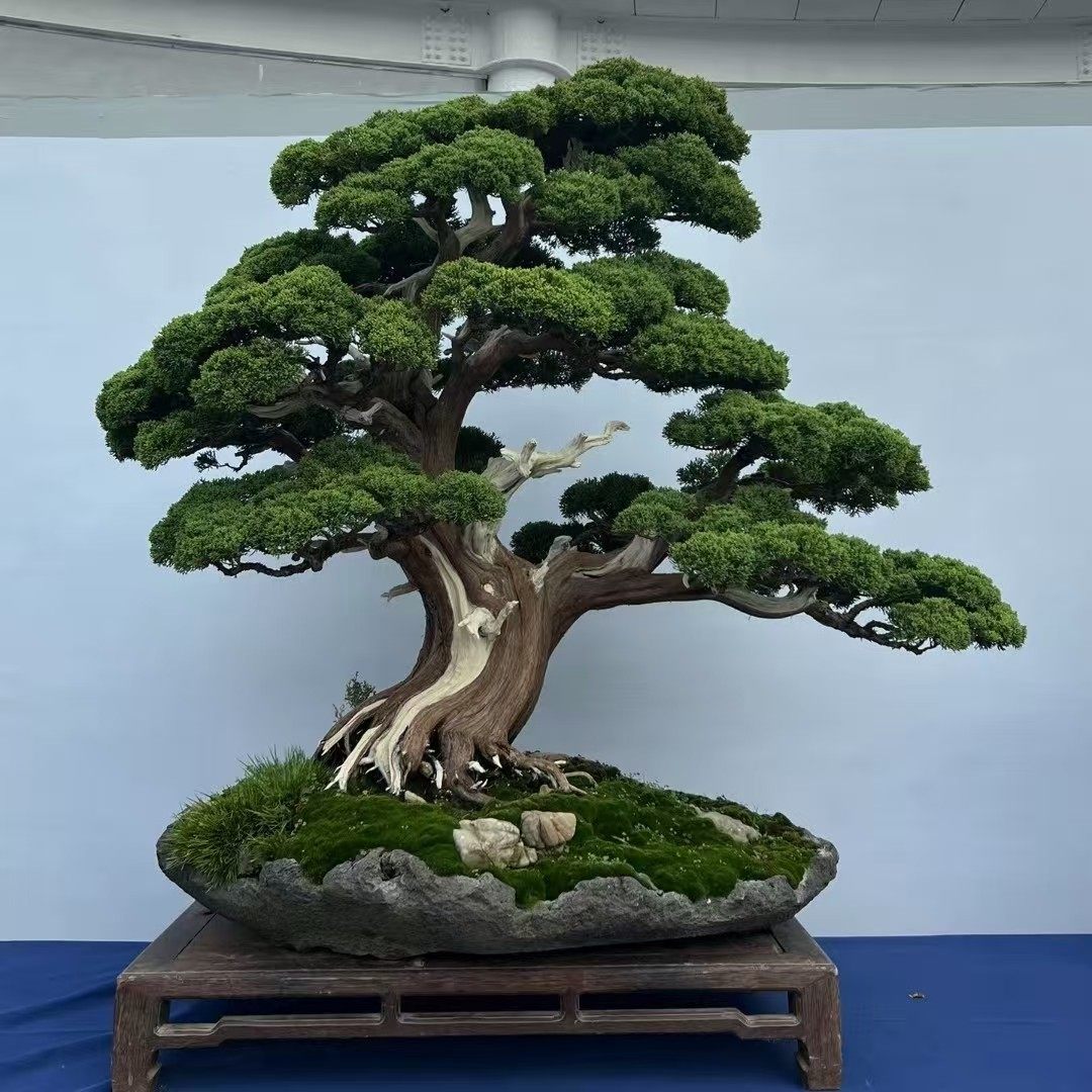 四季常青耐寒室内招财装饰客厅大迎客松植物罗汉松迎客松盆景绿植,鲜花速递/花卉仿真/绿植园艺,造型盆景,淘宝优惠券,粉丝福利购,淘宝优惠卷