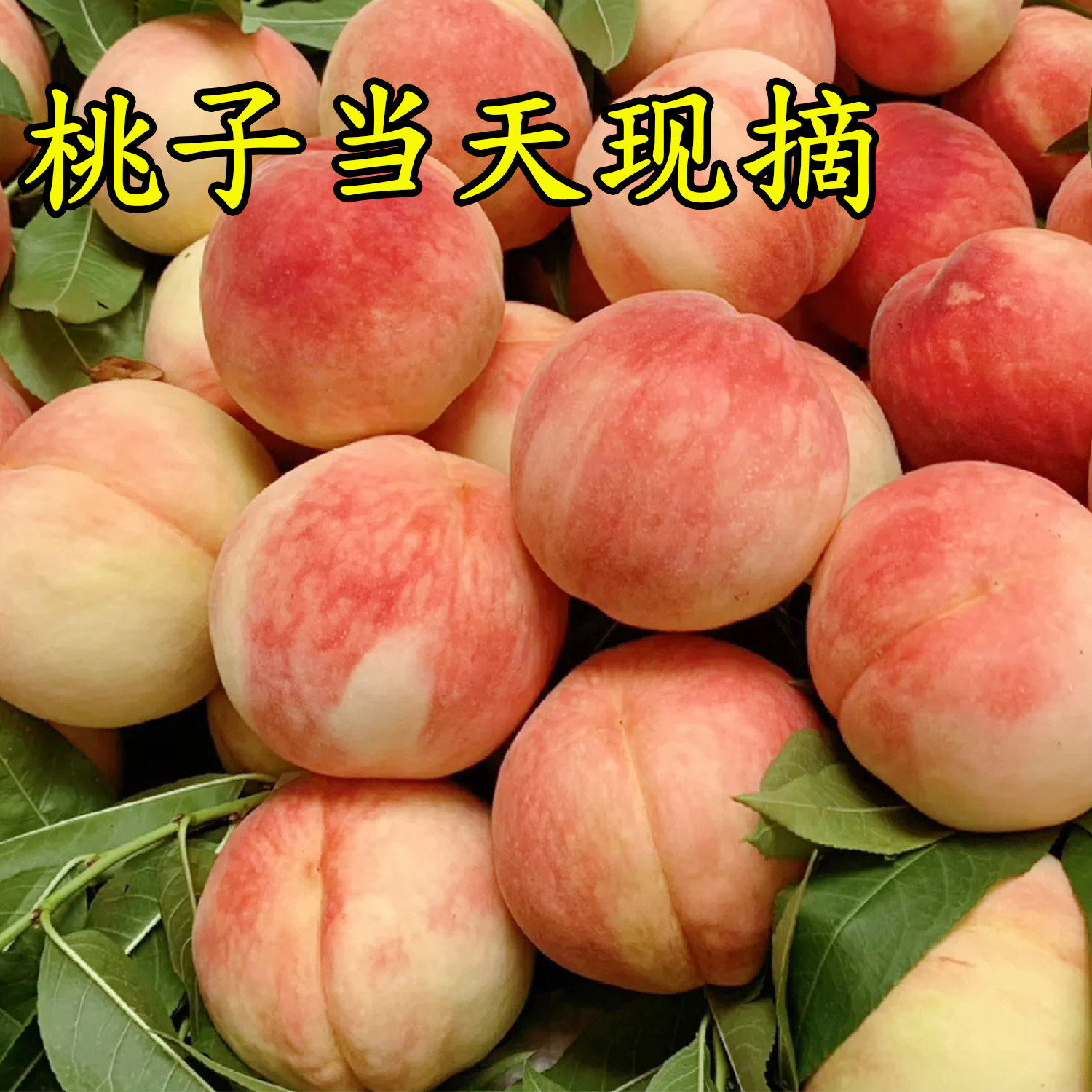 桃子新鲜水果现摘山东大脆桃毛桃应季水果济宁鲜桃水蜜桃当季整箱