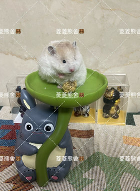 家养长毛短毛金丝熊波利金丝熊仓鼠视频挑选